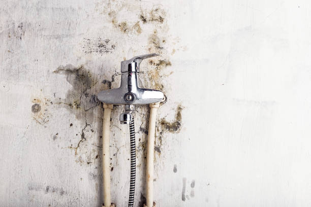 Best Black Mold Removal  in Sun City Center, FL
