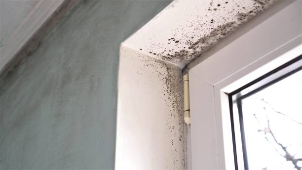Best Office Mold Removal Services  in Sun City Center, FL