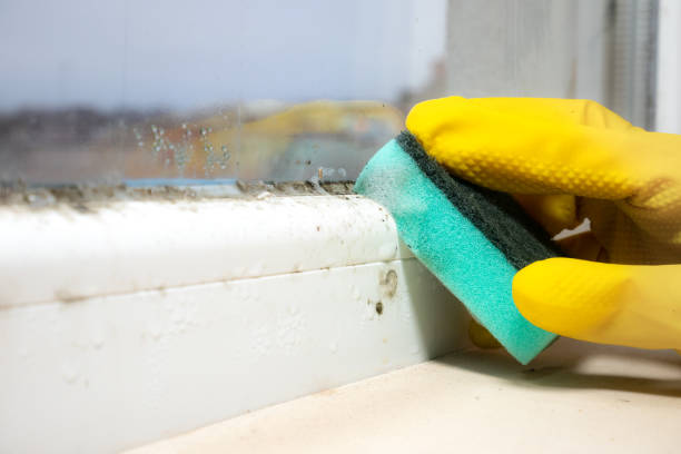 Home Mold Removal in Sun City Center, FL