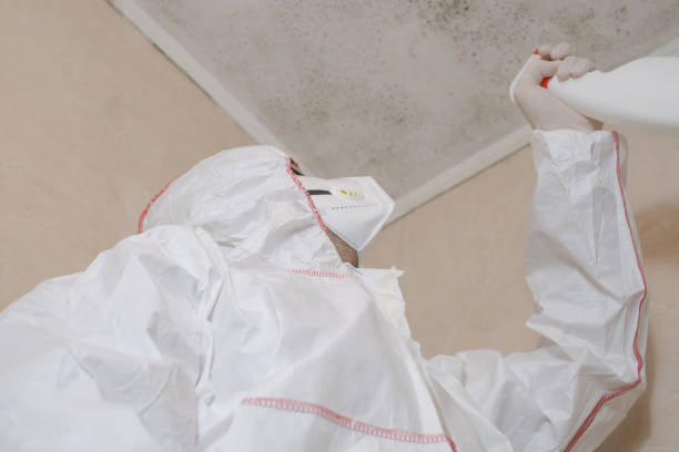 Best Toxic Mold Removal  in Sun City Center, FL