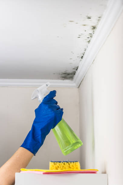 Best Same-Day Mold Removal  in Sun City Center, FL